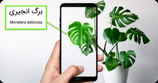 گل-بین-شناسایی-گیاه-با-عکس screenshot