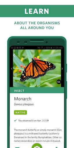 seek-by-inaturalist screenshot